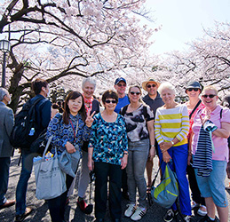 Japan Cherry Blossom Tour Photo