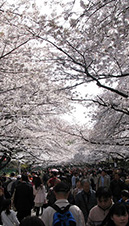 Japan Cherry Blossom Tour Photo