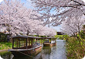 Cherry Blossoms of Japan