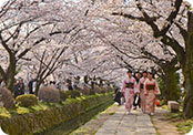 Path of Philosophy in Kyoto