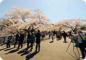 Cherry Blossoms at Imperial Palace Japan
