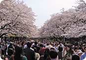 Cherry Blossoms at Ueno Japan