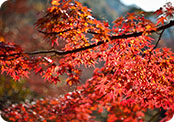 autumn maple leaves in Japan