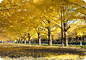 autumn folige, gingko leaves in Japan