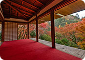 Autumn leaves in Japan