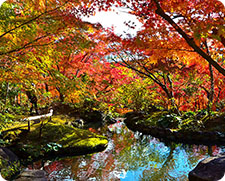 Autumn foliage in Japan