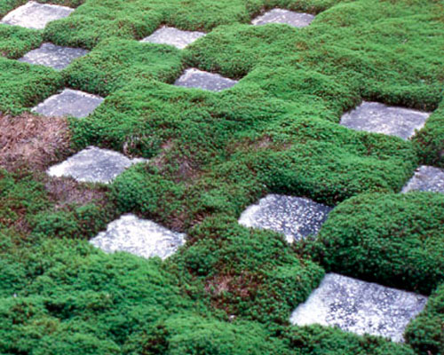Tofuku-ji, Kyoto Tofoku-ji Garden